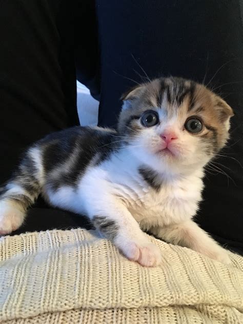 Scottish Fold Cats For Sale | Boynton Beach, FL #277337