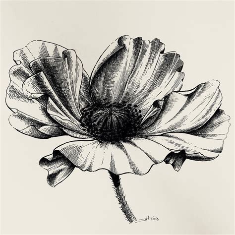 Fine line cross hatching poppy flower | Flower drawing, Ink ...