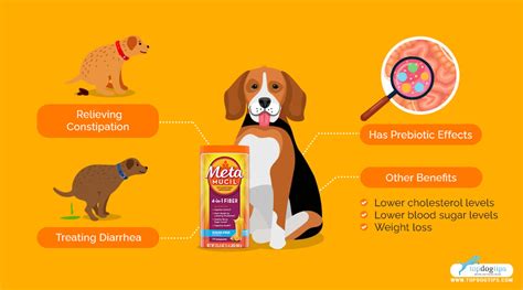 Metamucil for Dogs: Its Uses, Benefits and Side Effects