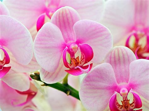 All new wallpaper : Attractive pink orchids wallpaper