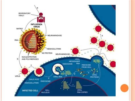 Amantadine Parkinsons Mechanism Action / Amantadine mechanism of action ...