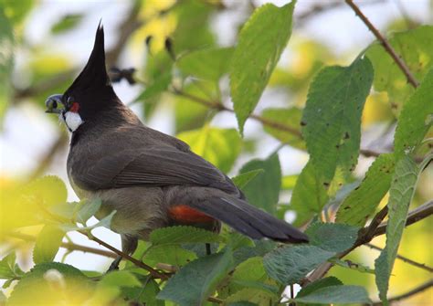 Migratory Birds at Hong Kong Wetland Park 2024-2025 - Rove.me