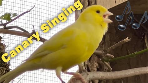 Canary Singing | Canary Bird Song | Bird Sounds | Canary Singing #birds ...