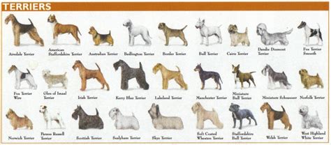 The 7 Dog Breed Groups Explained – American Kennel Club