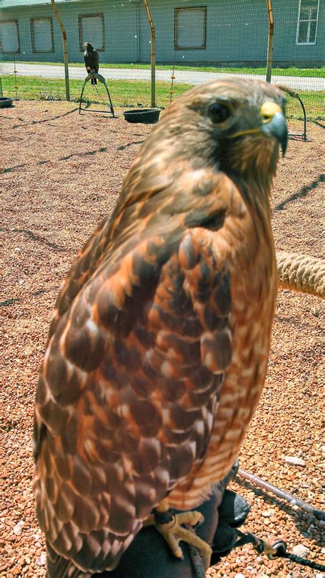 World Bird Sanctuary: Scarlett The Red-shouldered Hawk