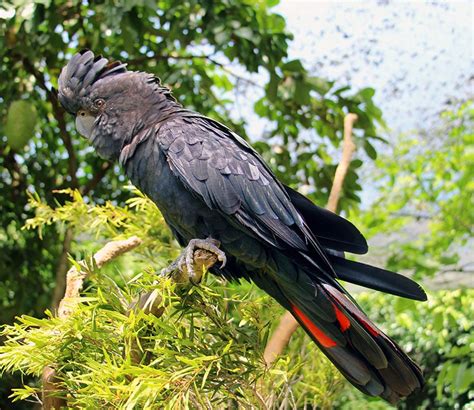 Elvis the Red Tailed Black Cockatoo - Wildlife Habitat