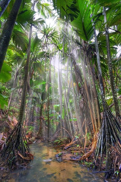 Vallée de Mai Nature Reserve, Praslin Island, Seychelles ~ UNESCO World Heritage Site ~ natural ...