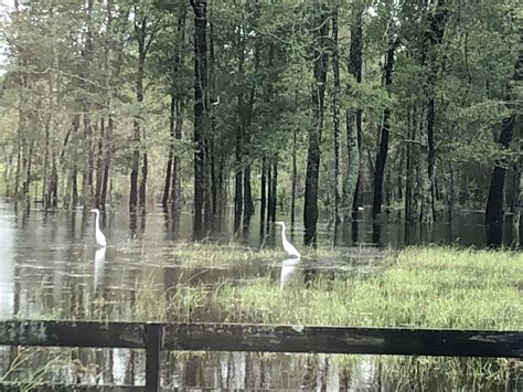 🔥 Hurricane Florence aftermath. Inland SC. : NatureIsFuckingLit