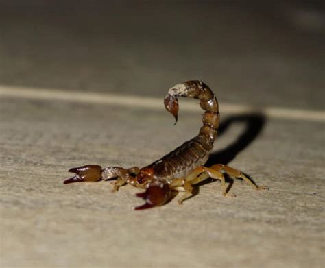 Scorpio Spirit Animal - 5 Animals That Represent This Sign