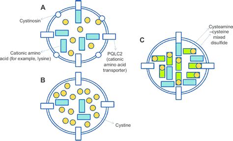 Mechanism of action of cysteamine. Notes: (A) in normal lysosomes,... | Download Scientific Diagram