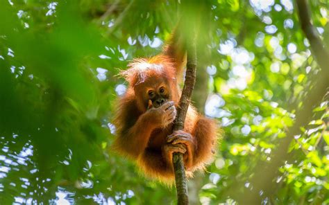 The 50 Best Places to Travel in 2022 | Orangutan, Gunung leuser ...