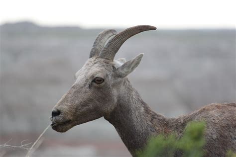 Wildlife in Badlands National Park: You Never Know What You'll Get