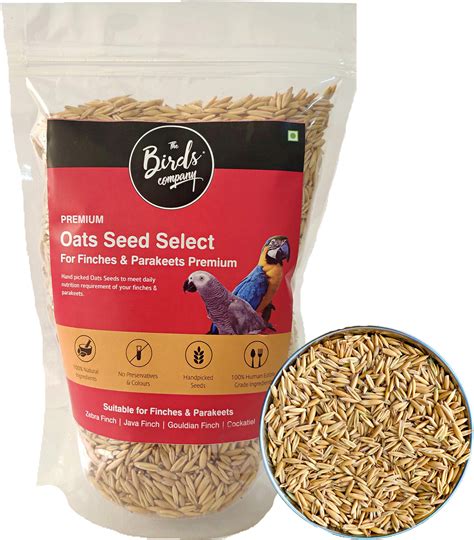 Buy The Birds Company Premium Oats Seed Select, Fortified with Spirulina & Cuttlefish Bone, Bird ...