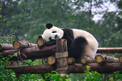 Sleeping Panda Art | Dennis Brack Gallery