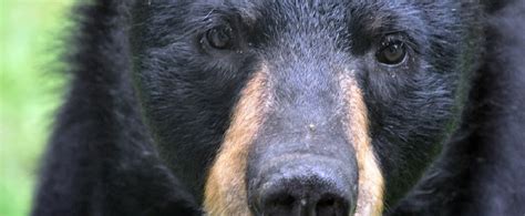 Survey Of Maryland Voters About Black Bear Hunting - Faunalytics