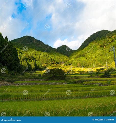 Beautiful Country Landscape. Rice Farm in Mountain Forest Stock Photo ...