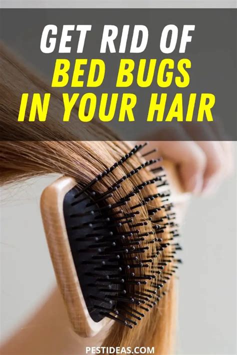 Get Rid of Bed Bugs in Hair- How did They Get in Your Hair?