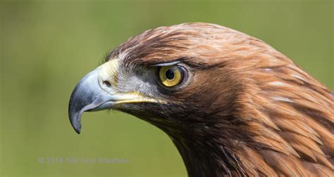 J77A6151 -- Face of a Golden Eagle at Rambouillet, in Fran… | Flickr