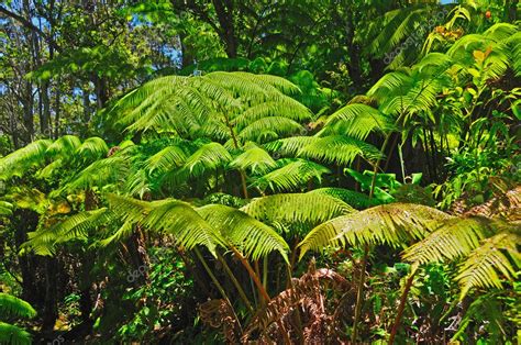 Ferns in the tropical Rainforest — Stock Photo © wildnerdpix #5462267