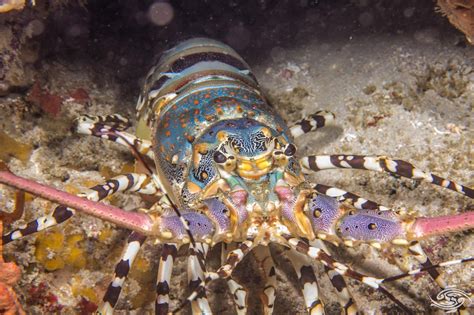 Ornate Spiny Lobster – Facts and Photographs | Seaunseen