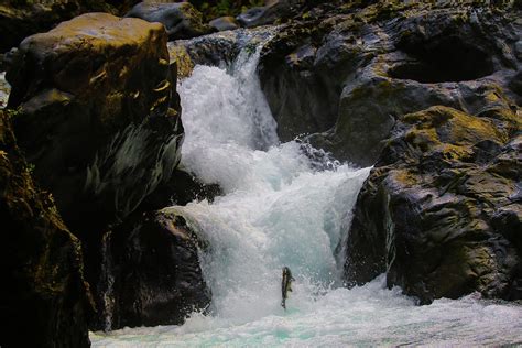 Salmon jumping waterfall Photograph by Elizabeth Hingle - Fine Art America