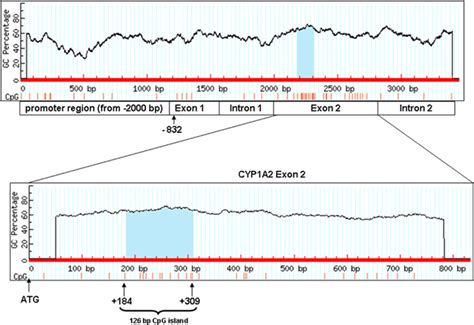 Schematic view of the region of the CYP1A2 gene analyzed in this study ...