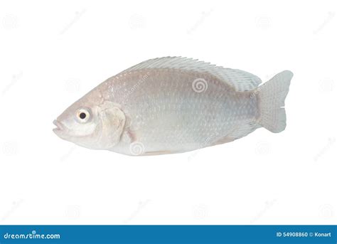 Tasty White Tilapia Fish Stock Photo - Image: 54908860