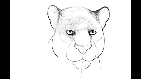 How to draw Bagheera from Jungle Book - YouTube