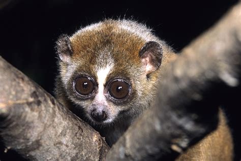 Pygmy Loris, Nycticebus pygmaeus, Xanthonycticebus pygmaeus - New England Primate Conservancy