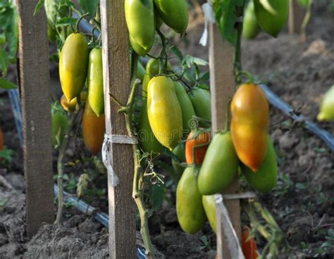 Tomatoes Grow in Open Organic Soil Stock Image - Image of closeup, branch: 131098031