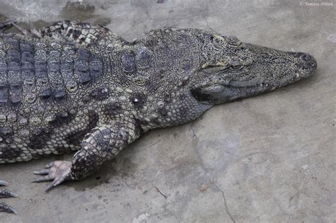 Siamese Crocodile (Crocodylus siamensis) - ZooChat