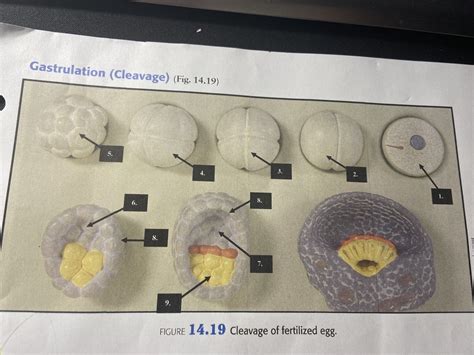 gastrulation Diagram | Quizlet