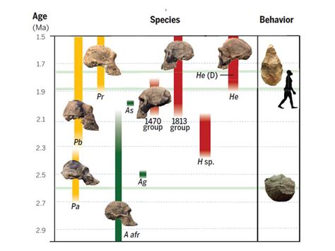 Our distant hominid ancestors were far more human-like than we thought ...