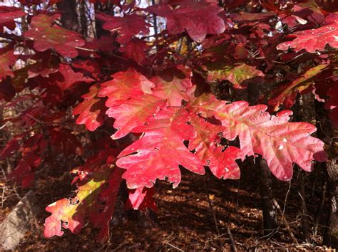 Maryland Biodiversity Project - White Oak (Quercus alba)