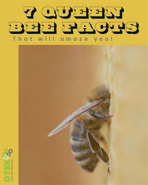 Fun Facts about Queen Honey Bees- Carolina Honeybees | Bee facts, Bee ...