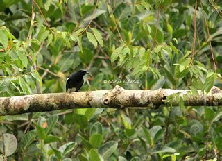 White-winged Cuckoo Shrike | A rare find of Male species Twi… | Flickr