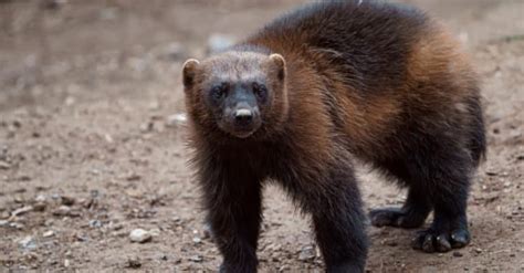 What Do Wolverines Eat? Their Diet Explained - IMP WORLD