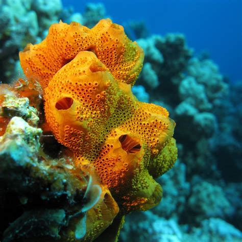 Sea sponges were the first ever animal group to evolve on earth! 🌎🧽🧐 | Sea sponge, Coral reef ...