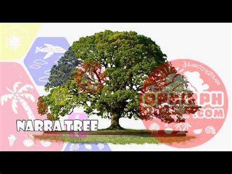 Why is it Narra Tree is one of the national symbol of the Philippines? - YouTube