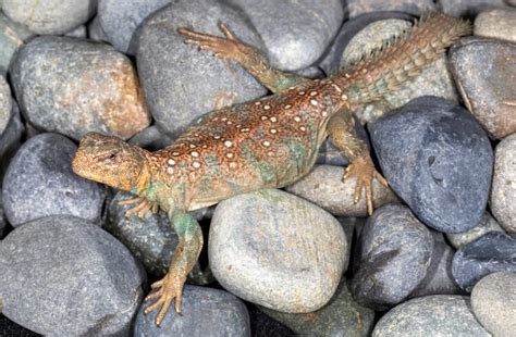 Top 10 Types of Uromastyx Species, Morphs & Colors - More Reptiles