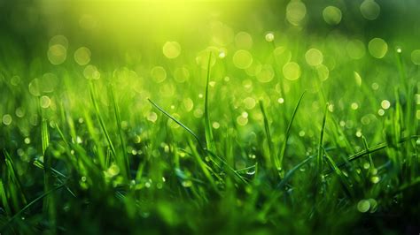 Grass Wallpaper (Drops, Vibrant) #5483