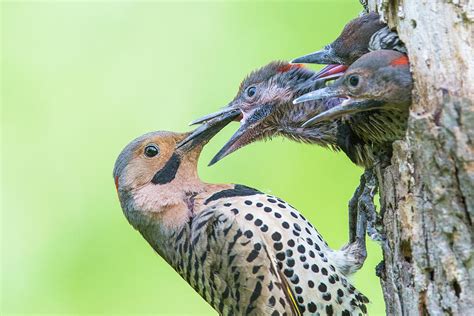 Northern Flicker at nest Photograph by Mircea Costina Photography