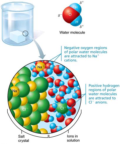 Biochemistry diagrams Flashcards | Quizlet