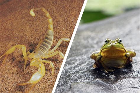 The Scorpion And The Frog Story? Everything You Need To Know About The Fable