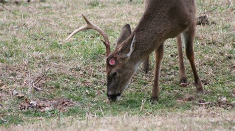 Mule deer buck shedding antlers : r/Damnthatsinteresting