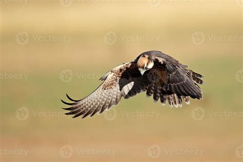 Lanner falcon landing 848877 Stock Photo at Vecteezy