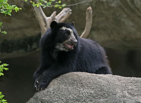 Spectacled Bear | The Biggest Animals Kingdom