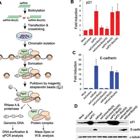 Chromatin isolation by biotinylated RNA pull down (ChIbRP) assay. (A)... | Download Scientific ...