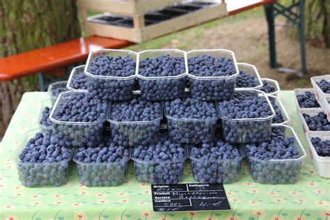 Dambach-Neunhoffen (Alsace du Nord). Le village de la myrtille en fête ce dimanche