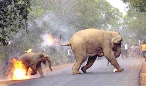 Habitat Loss Causing Human-Elephant Conflict